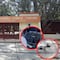 ¿Qué pasó en la secundaria Heliodoro Chari Castro de Juchitán? Director golpea a perra y tira a sus cachorros a la basura (VIDEO)