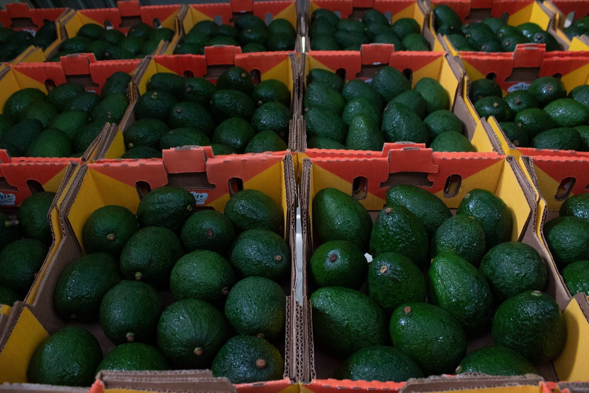 Aguacate verde