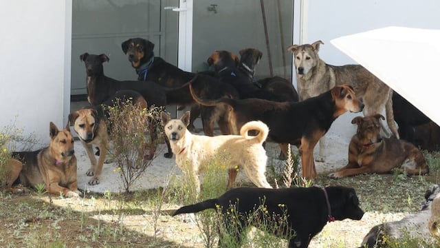 Más de 300 perros rescatados del Refugio Franciscano