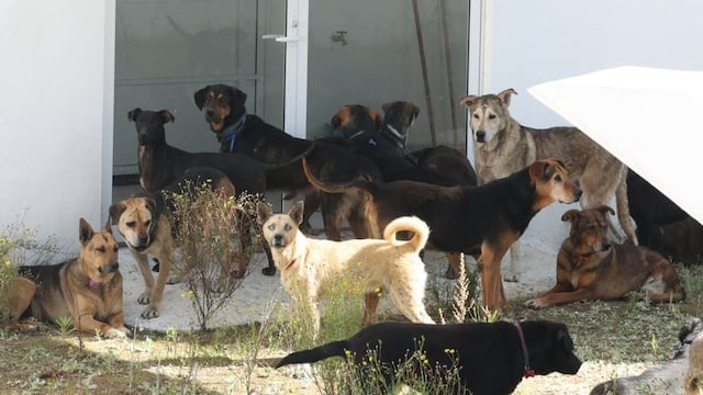 Más de 300 perros rescatados del Refugio Franciscano