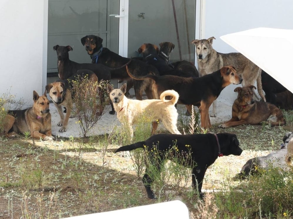 Más de 300 perros rescatados del Refugio Franciscano
