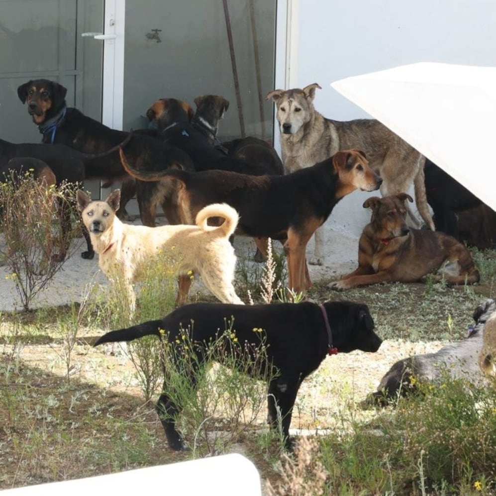 Gente del GDF detrás de las agresiones a activista naturalista