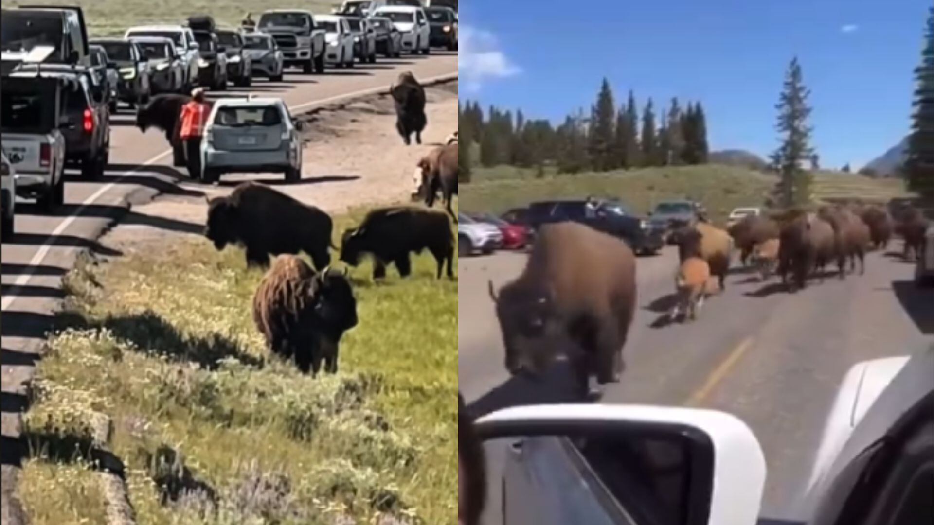¿Por qué están huyendo los animales del parque Yellowstone en Estados Unidos? Esto sabemos