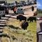 ¿Por qué están huyendo los animales del parque Yellowstone en Estados Unidos? Esto sabemos