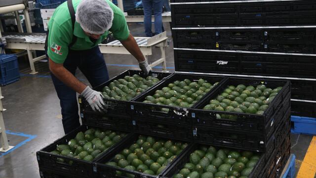 Aguacate de Michoacán. Pérdidas millonarias.