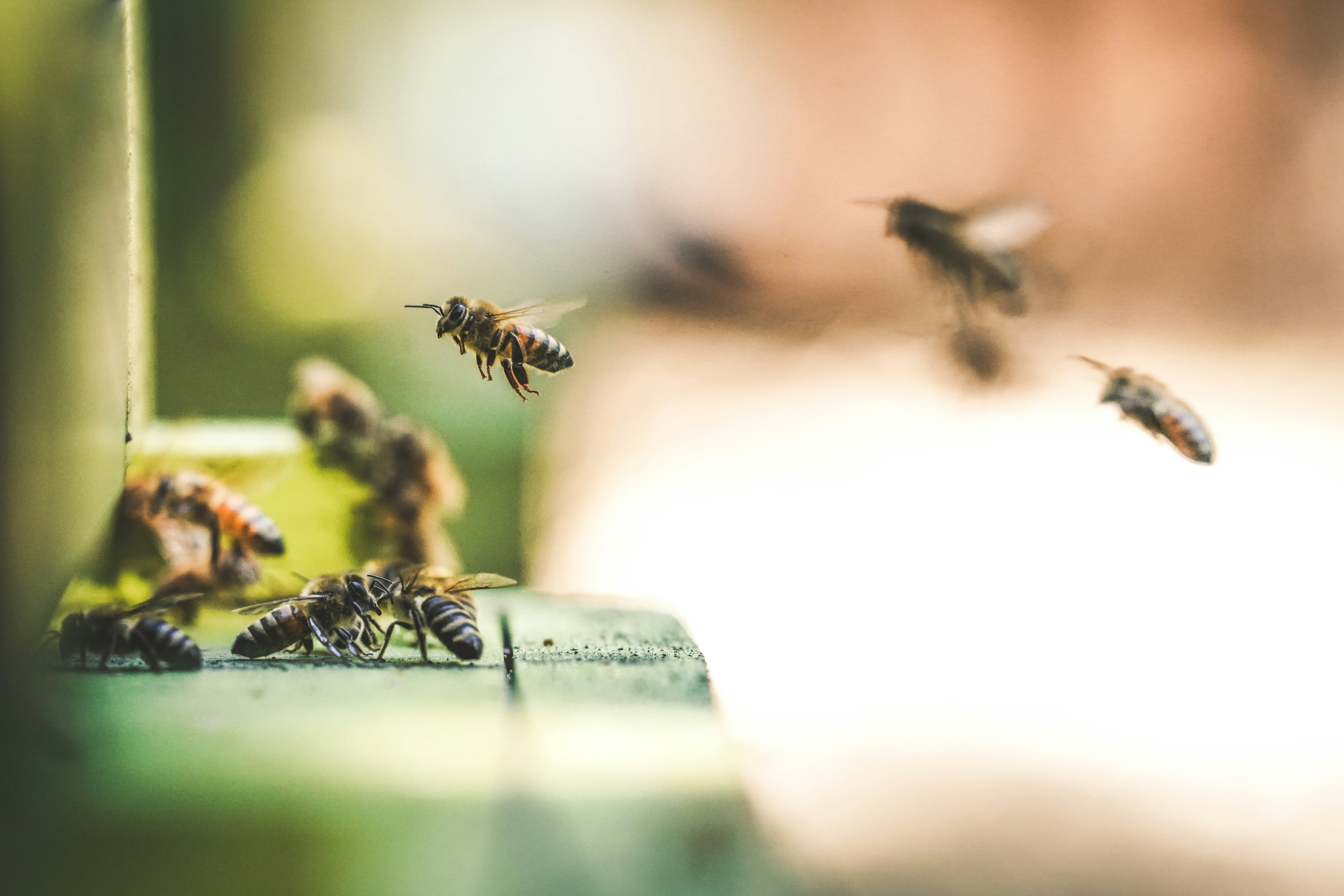 Abejas