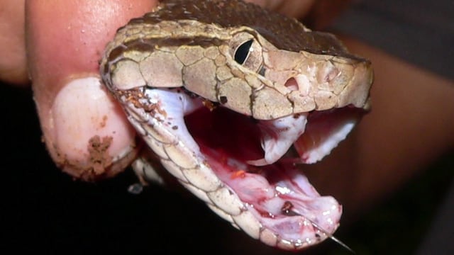 Si piensas viajar al campo, toma en cuenta estas acciones en caso de mordedura de serpiente venenosa.