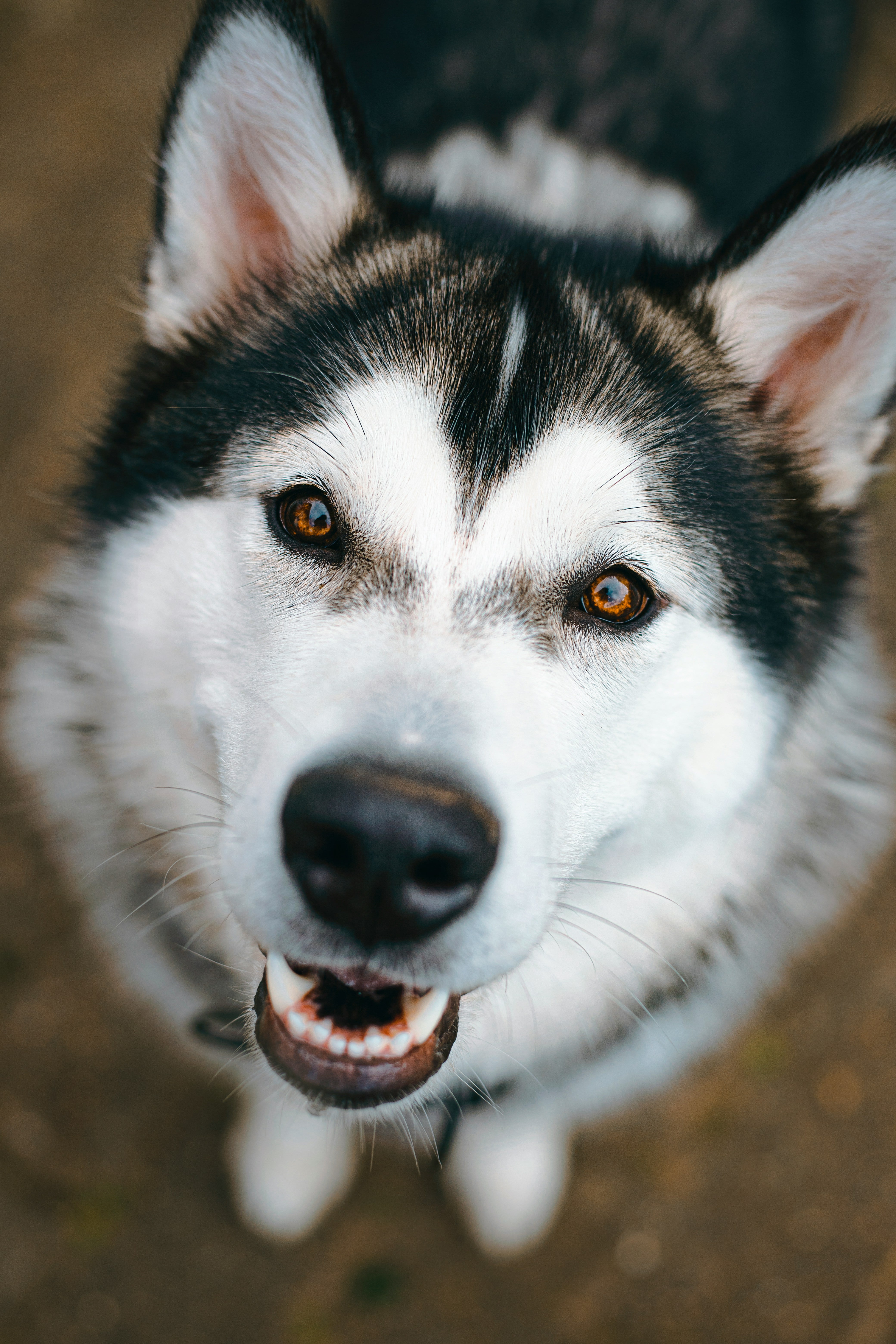 Malamute de Alaska