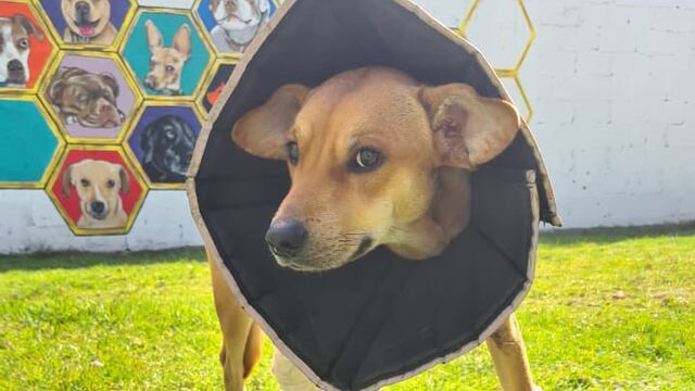 Navi, perrito rescatado en Metro CDMX