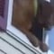 Perro escapa de incendio saltando de su ventana (VIDEO)