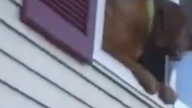 Perro escapando de incendio