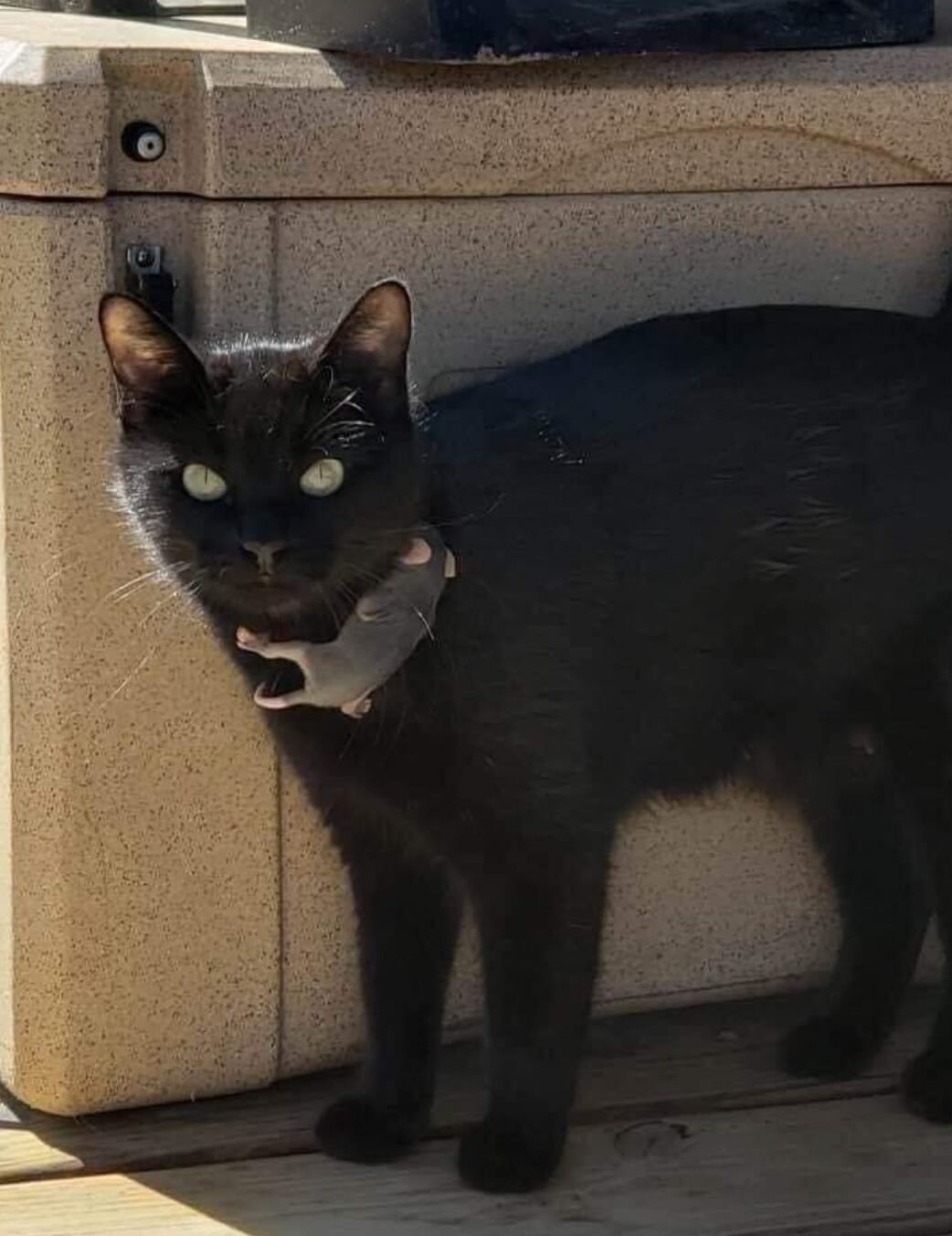 Gata adopta a zarigüeya bebé