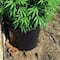 ¿Será peligrosa? La foto de una planta de mariguana y una serpiente se hace viral