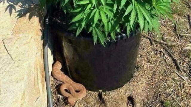 ¿Será peligrosa? La foto de una planta de mariguana y una serpiente se hace viral