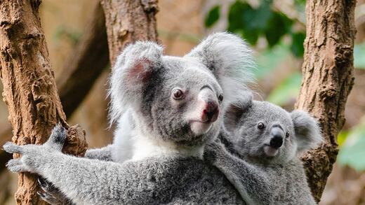 Australia: Plantarán árboles con drones para salvar a los koalas