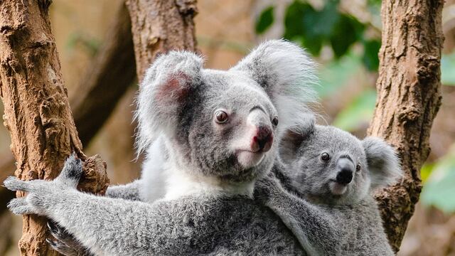 ¿Qué importa la extinción? En este mercado venden KOALAS como alimento