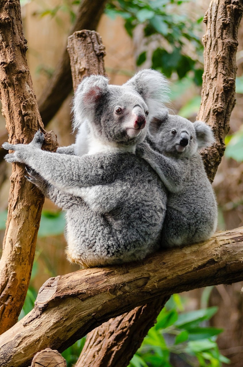 ¿Qué importa la extinción? En este mercado venden KOALAS como alimento