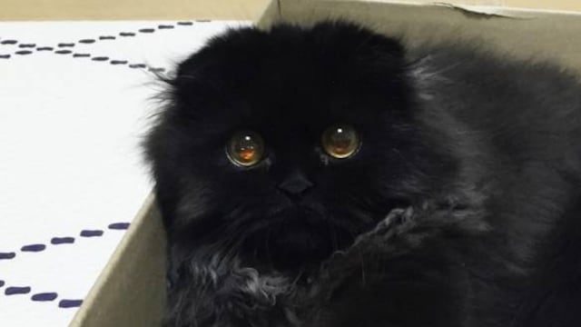 Con esos ojitos quién no quisiera acariciarlo...