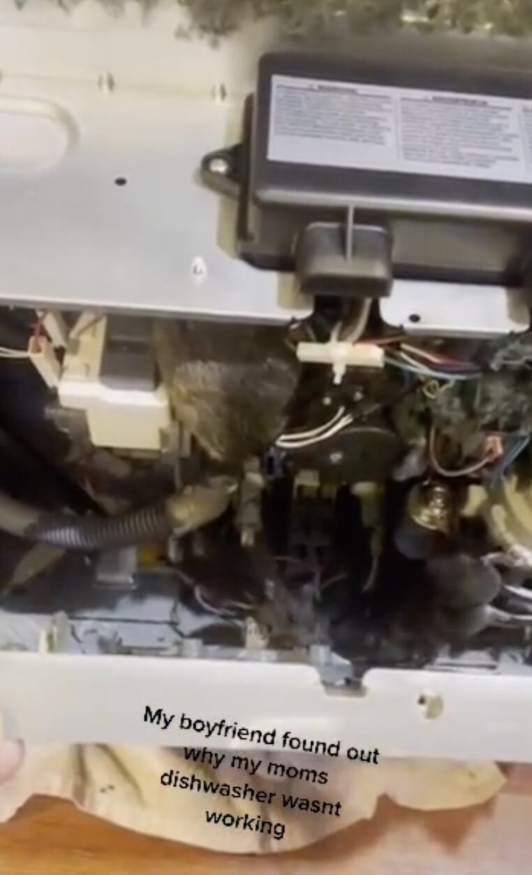 Ratas adentro de lavaplatos