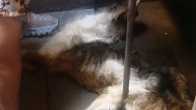 MANCHAS, PERRITO QUE SUFRÍA MALTRATO EN TECÁMAC TUVO QUE SER SACRIFICADO