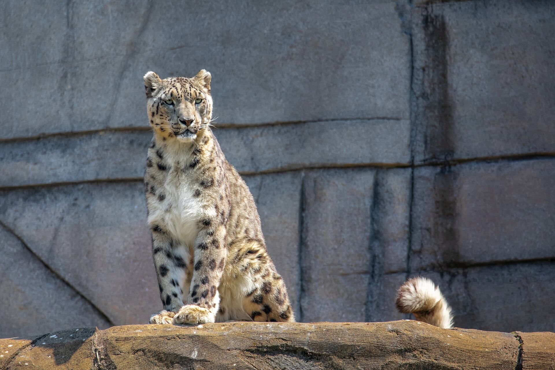 leopardo de las nieves