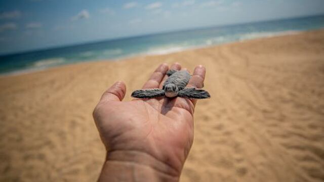 Michoacán vio nacer 5 millones de tortugas entre 2024-2025