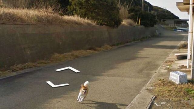 Perrito persigue auto y queda en Google Maps