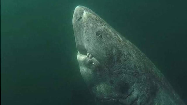 Tiburón de Groenlandia