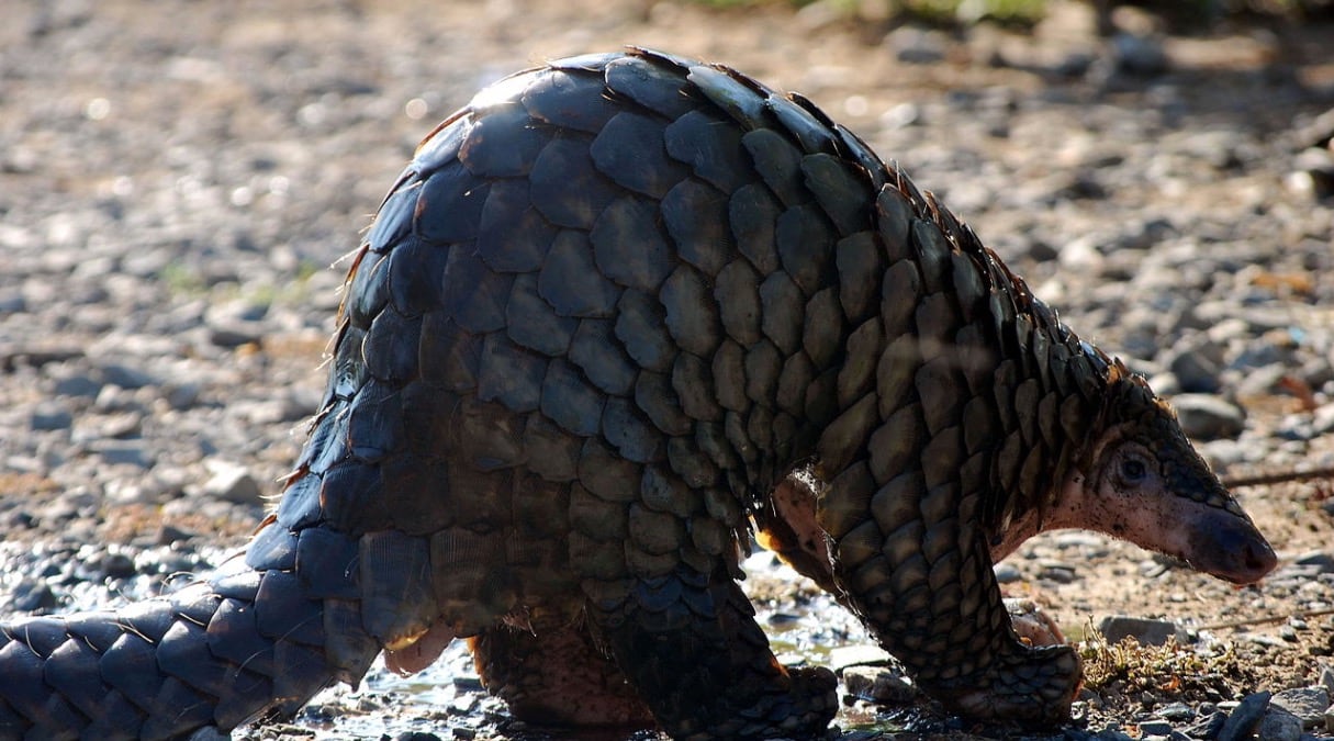 Pangolín