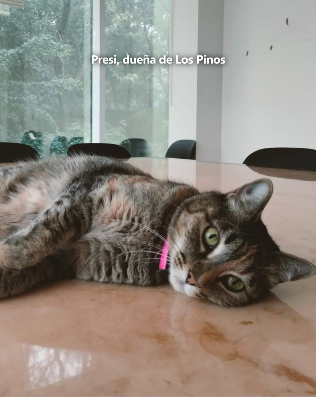 Gatos del Complejo Cultural Los Pinos