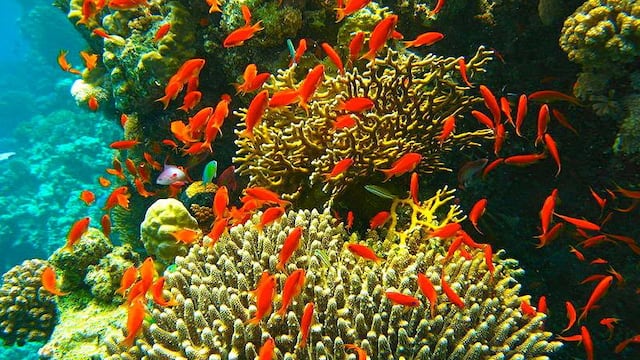 Corredor Arrecifal del Suroeste