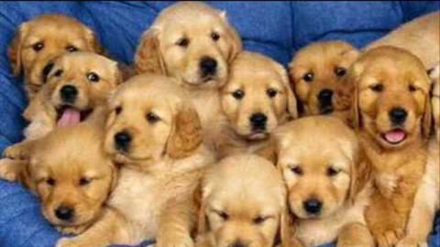 Adopta, no compres.