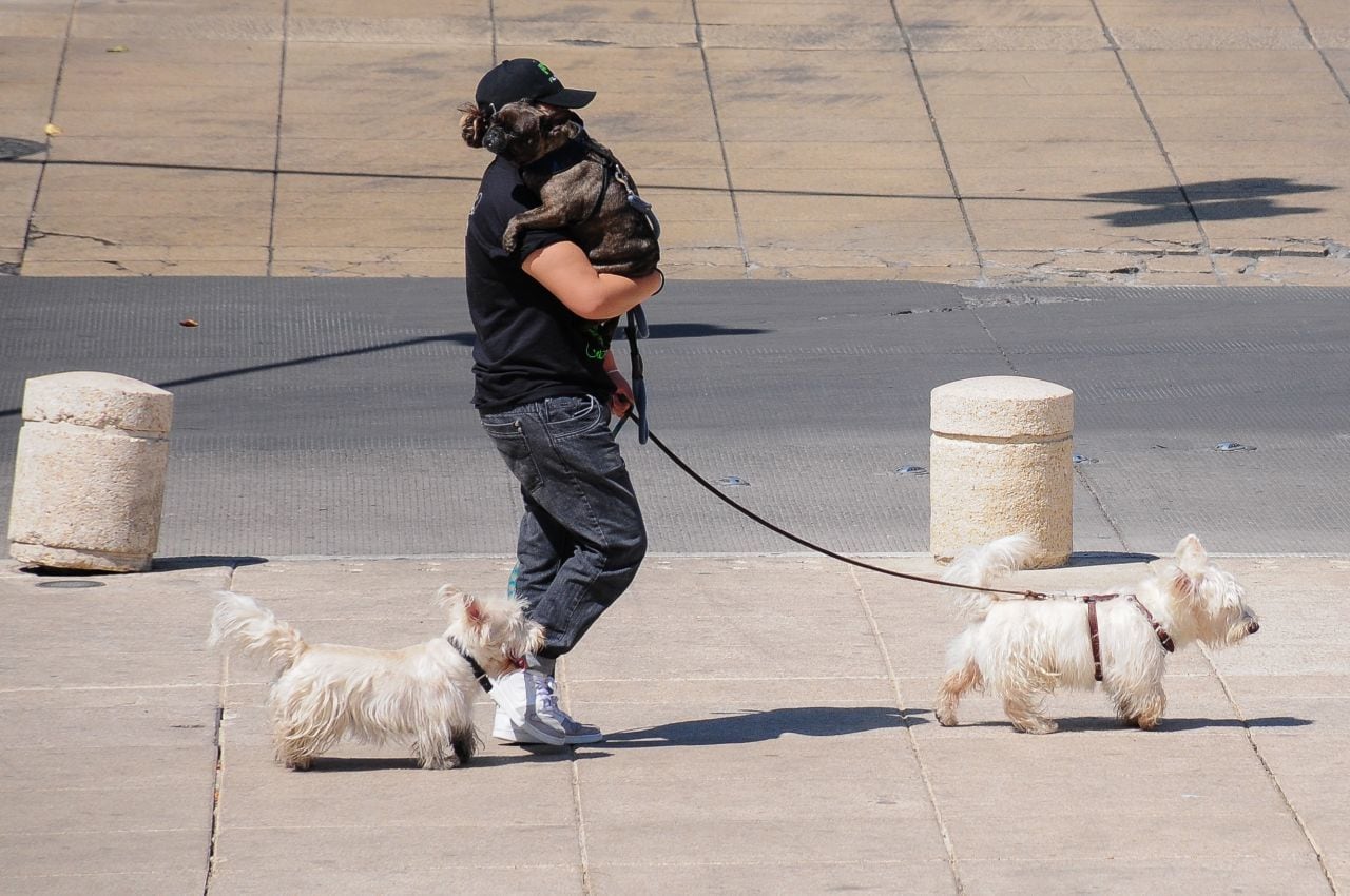 Perros