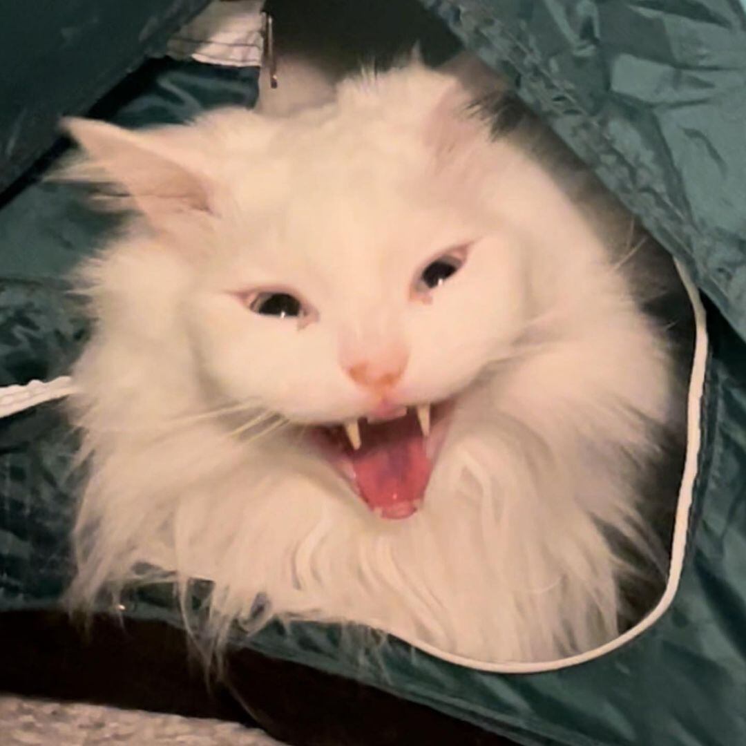 Thurston Waffles, gato que se hizo viral por su forma de maullar