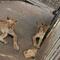 León desnutrido y enfermo muere en zoológico de Sudán; hay 4 más en malas condiciones
