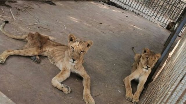 Felinos desnutridos en zoológico de Sudán. Muere León.