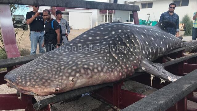 tiburón ballena