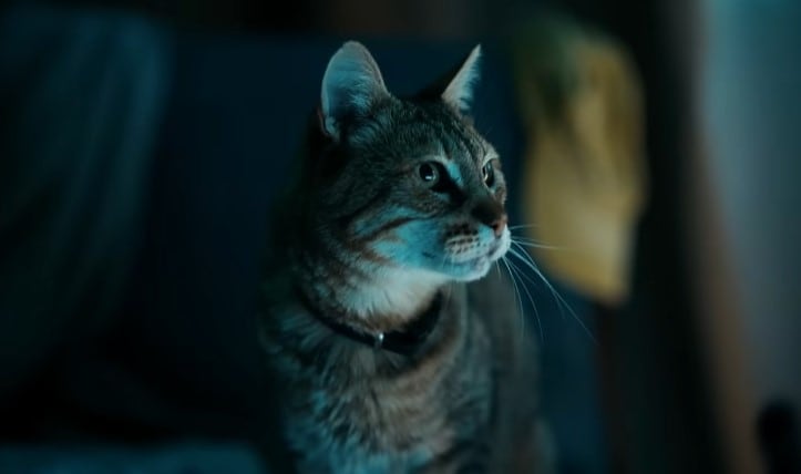 Apocalipsis Zombie Z