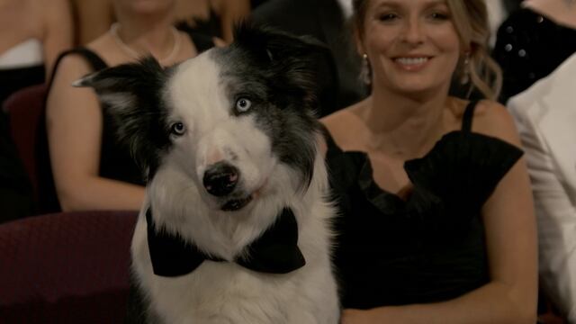 Messi, el perro de Anatomía de una caída, en los Premios Oscar 2024