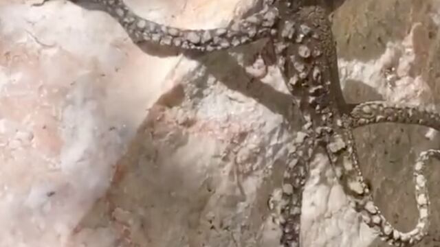 Reptil con "extremidades humanas"