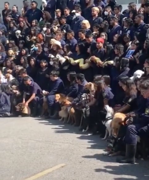 Animales de compañía posan con sus médicos veterinarios