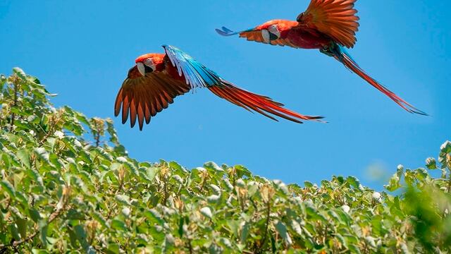 Guacamayo rojo