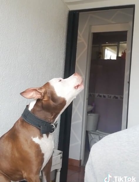 Perro se pone a llorar al escuchar a Adele
