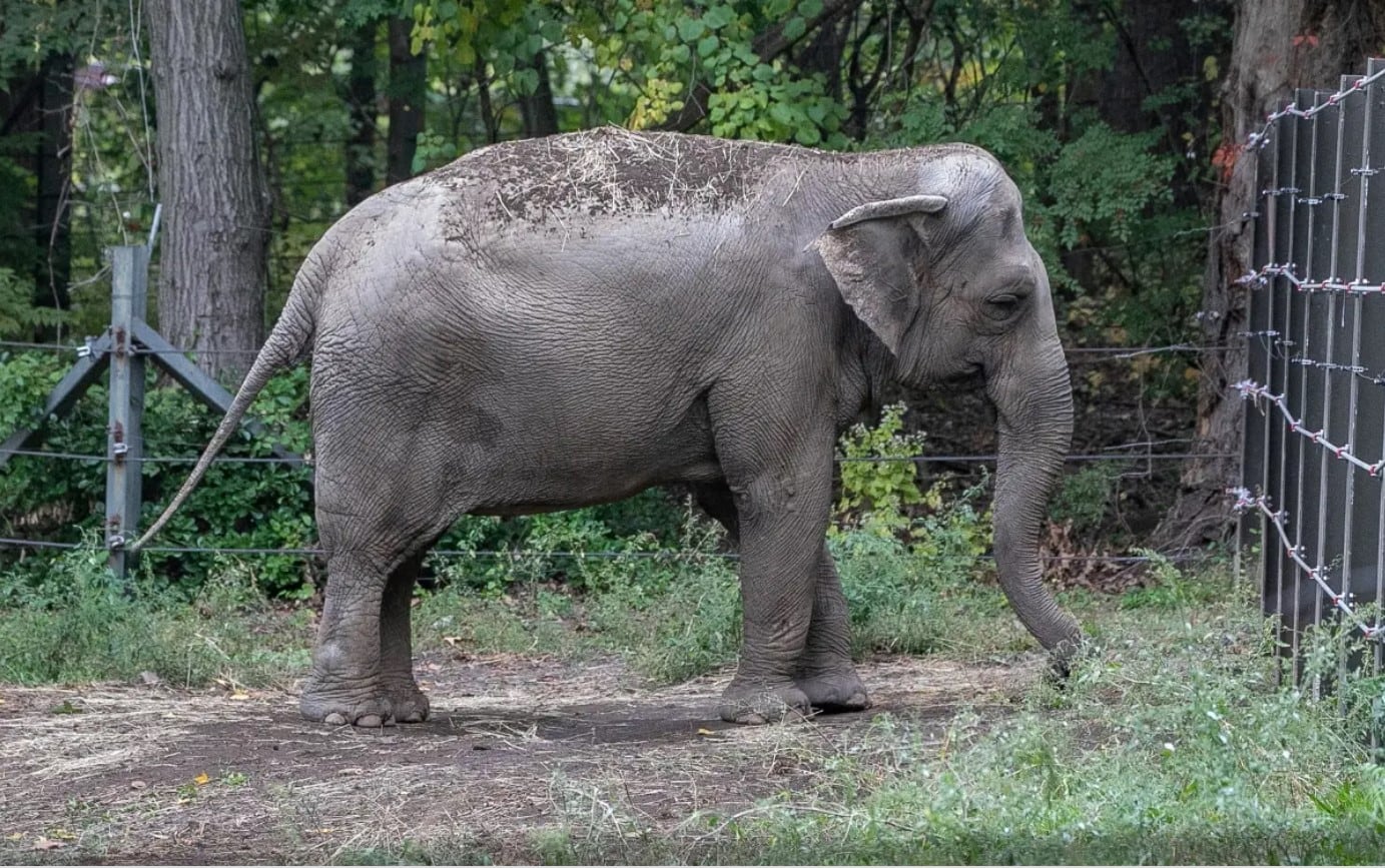 Elefante