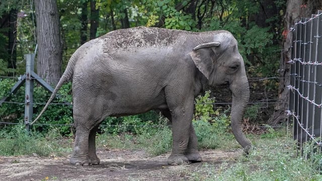Elefante