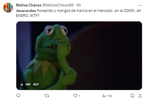 Memes de jacarandas floreciendo en enero