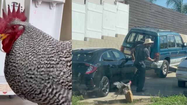 VIDEO: “Lo bueno que no se espantó”, se burlan en TikTok del repartidor al que el gallo Paquito correteó