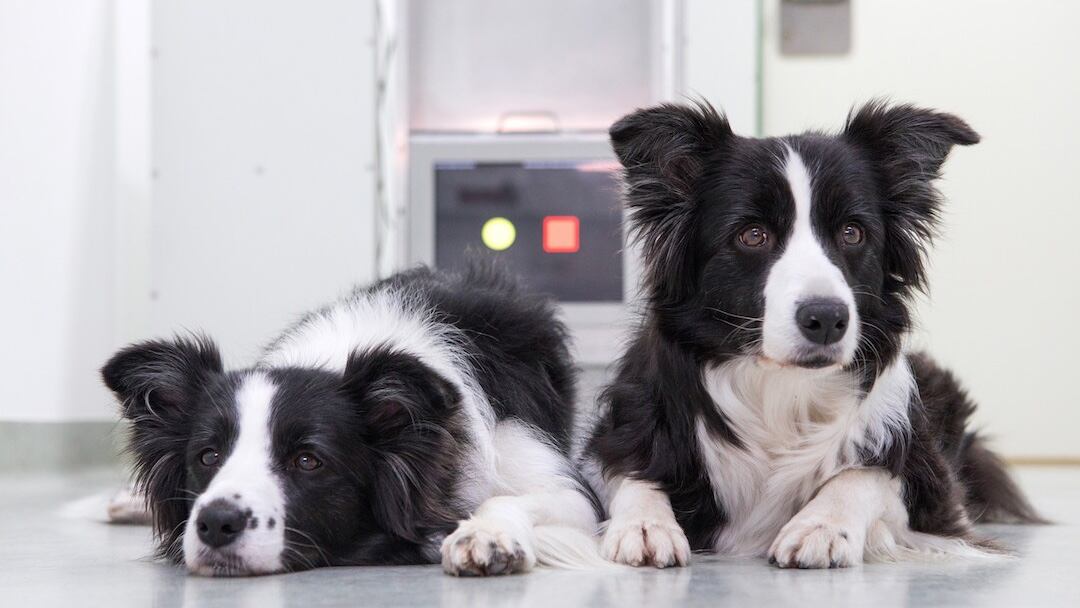Border Collies