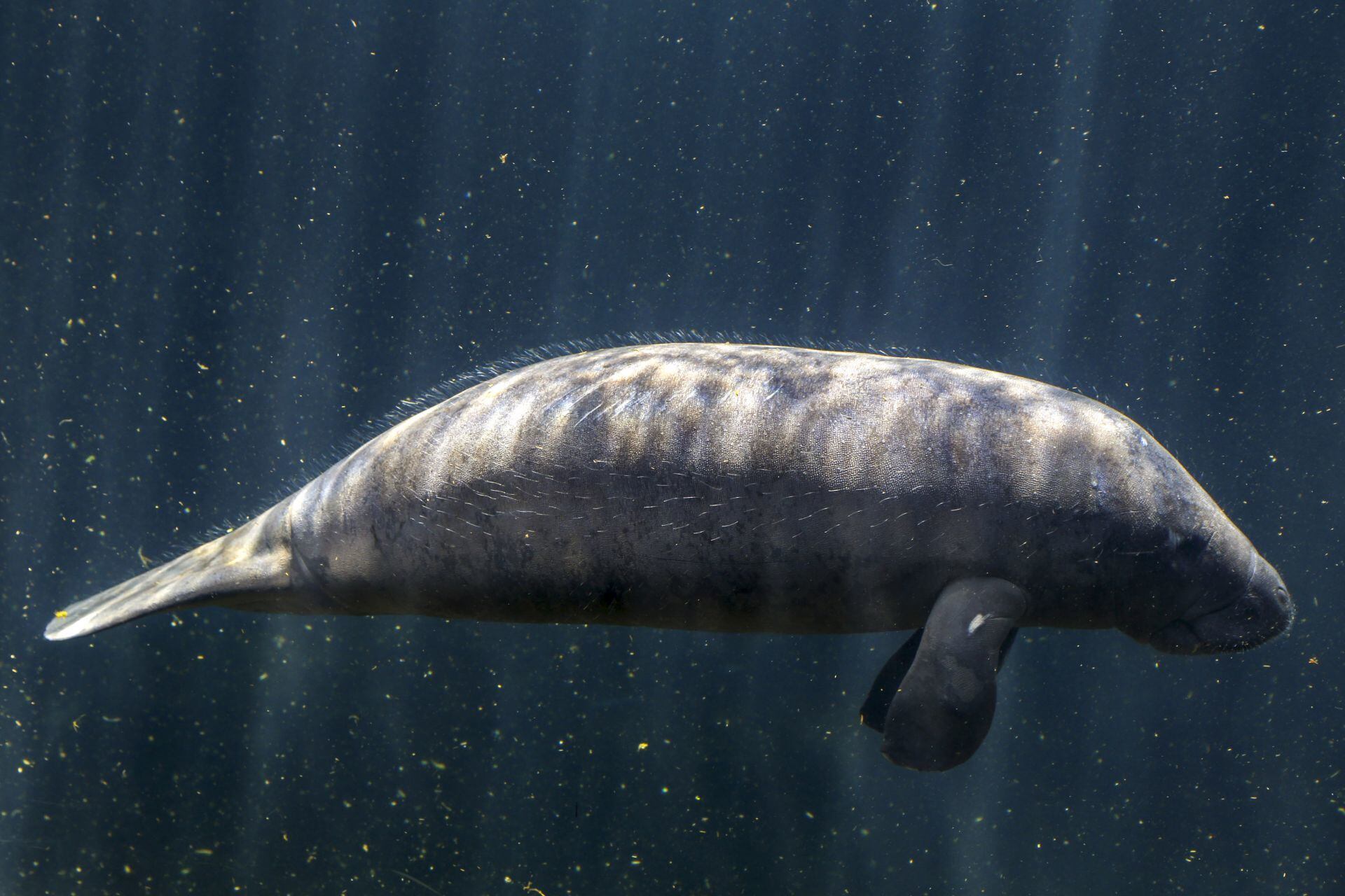 Manatí en el Acuario de Veracruz (foto ilustrativa)