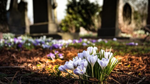 Flores en un cementerio